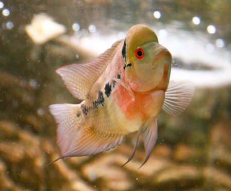beautiful freshwater flower horn in aquarium. High quality photo