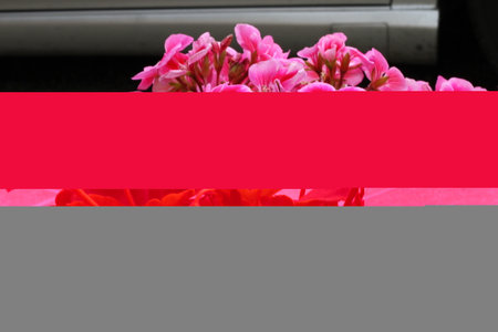 Close up of a Pelargonium plant High quality photoの写真素材