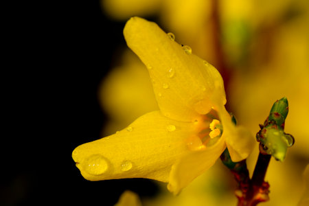 Close up of a yellow flower of forsythia europaea. High quality photoの写真素材