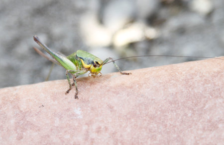 big green grasshopper on the floor. High quality photoの写真素材