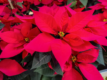 Close up of red poinsettia Euphorbia pulcherrima flowers. High quality photoの写真素材