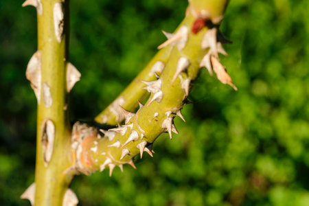 rose plant branch covered with large thorns. High quality photo