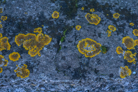 green and yellow lichens on rocks. High quality photoの写真素材