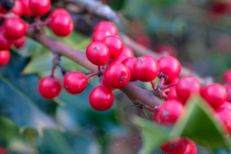 Close up view of an Heavenly Bamboo Nandina plant with bunches of vivid red berries. High quality...