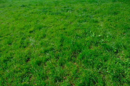 beautiful green grass lawn. High quality photoの写真素材