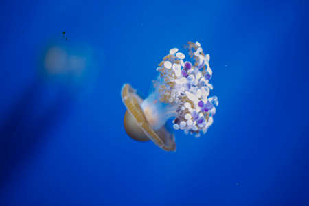 Medusa Jellyfish Photos and Premium High Res Pictures.