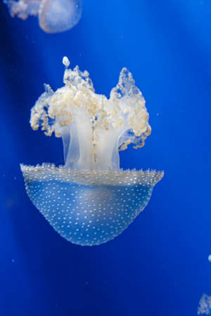 Medusa Jellyfish Photos and Premium High Res Pictures.の写真素材