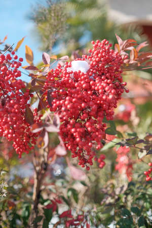 Close up view of an Heavenly Bamboo Nandina plant with bunches of vivid red berries. High quality...