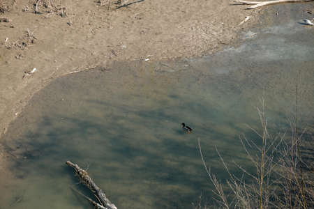 enza river from the bridge of Montecchio Emilia Reggio Emilia with ducks and mallards. High quality...
