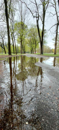 reflection of plants and trees in puddle after rain. High quality photo
