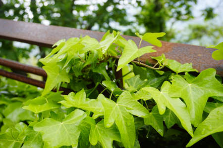 wall of lush green ivy leaves on wall. High quality photo