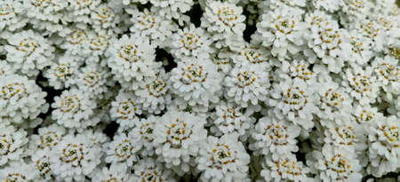 Iberis sempervirens white flowered pot in the garden. High quality photo