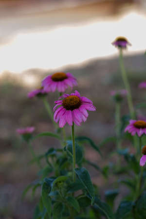 detail of the pink flower of Echinacea purpurea Moench. High quality photo