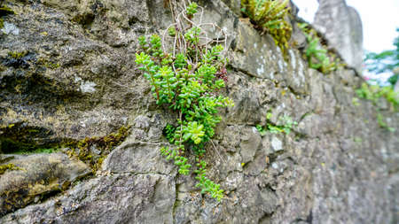 ancient stone wall with plants and mosses. High quality photo