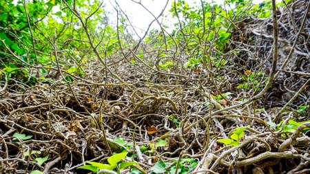 roots and ivy creepers on ancient stone wall with plants and mosses. High quality photoの写真素材