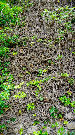 roots and ivy creepers on ancient stone wall with plants and mosses. High quality photo