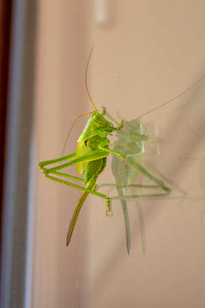 big green grasshopper on window. High quality photo