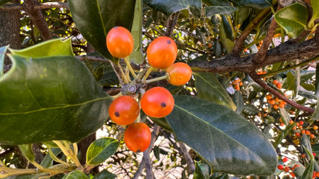 Close up view of an Heavenly Bamboo Nandina plant with bunches of vivid red berries. High quality photoの写真素材