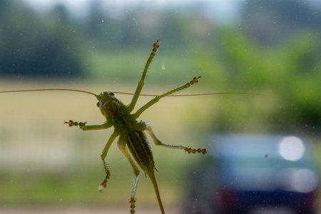 big green grasshopper on window. High quality photoの写真素材