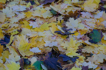 meadow of 5-pointed foliage leaves fallen in autumn. High quality photo