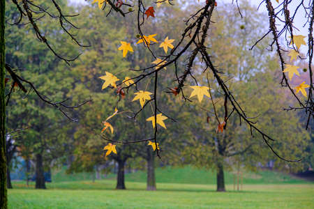 meadow of 5-pointed foliage leaves fallen in autumn. High quality photoの写真素材