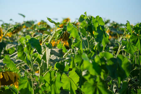 field of sunflowers in the August sun. High quality photoの写真素材