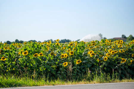 field of sunflowers in the August sun. High quality photoの写真素材
