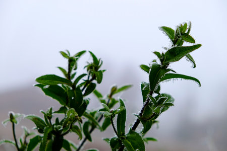 green leaves and branches of frozen shrubs in winter. High quality photoの写真素材