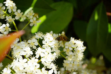 bee flying and buzzing on pollinating white flower. High quality photoの写真素材