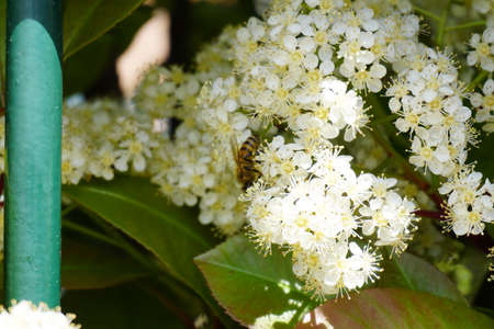 bee flying and buzzing on pollinating white flower. High quality photoの写真素材