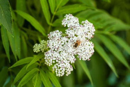 bee flying and buzzing on pollinating white flower. High quality photo