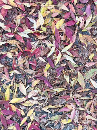 meadow of foliage leaves fallen in autumn. High quality photo