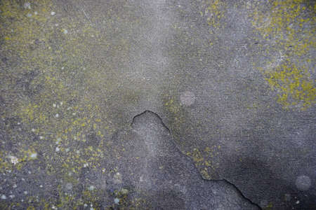 mosses and lichens born on a stone wall. High quality photoの写真素材