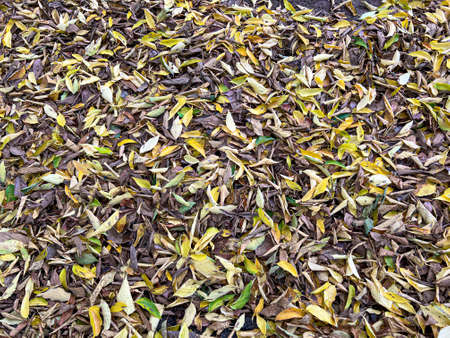 meadow of foliage leaves fallen in autumn. High quality photo