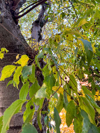leaves browned by autumn on a branch. High quality photo