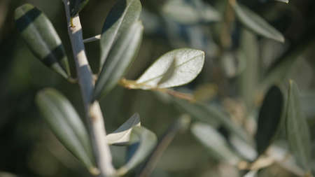 olive branch with lush leaves. High quality photo