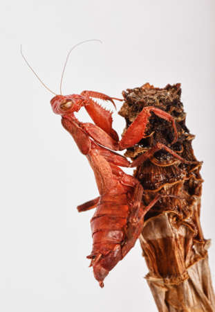 red praying mantis on wooden fence. High quality photo