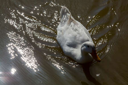 white duck swims in the pond. High quality photoの写真素材