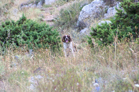 brown springer spaniel hunting dog in the woods. High quality photo