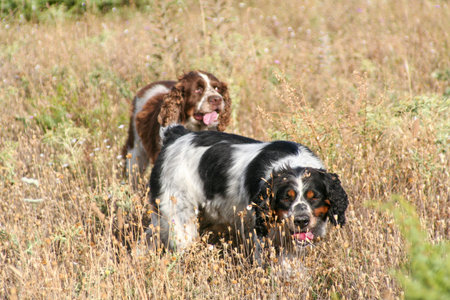 black and tan white and brown springer spaniel hunting dogs in the woods. High quality photoの写真素材