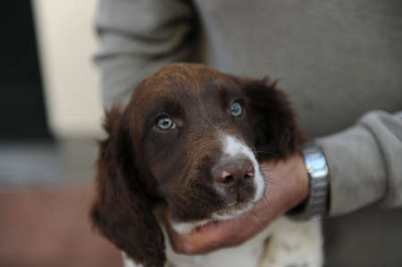 brown and white colored Springer Spaniel puppy dog. High quality photoの写真素材