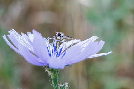 Syrphidae Latreille false bee insect resting on purple flower. High quality photoの写真素材