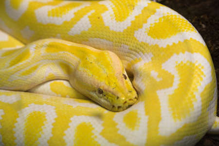 White and yellow albino python molurus in glass case. High quality photo