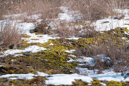 ground with moss and stones with snow that melts in the sun. High quality photoの写真素材