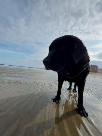 black Labrador dog on the sea beach in winter. High quality photoの写真素材