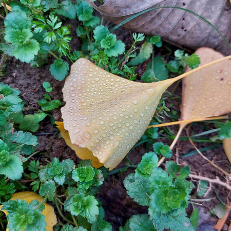 yellowed leaves of ground ginkgo covered with rain and dew. High quality photo