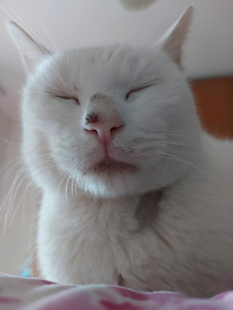 big white cat sleeps on pillow. High quality photoの写真素材
