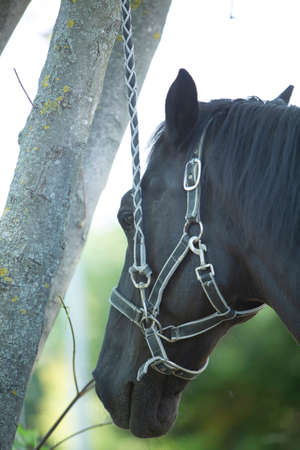 beautiful portrait of black horse head with harness. High quality photo
