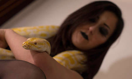 beautiful specimen of white and yellow albino moluro python. High quality photo