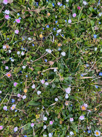 small daisies bloom in spring. High quality photoの写真素材
